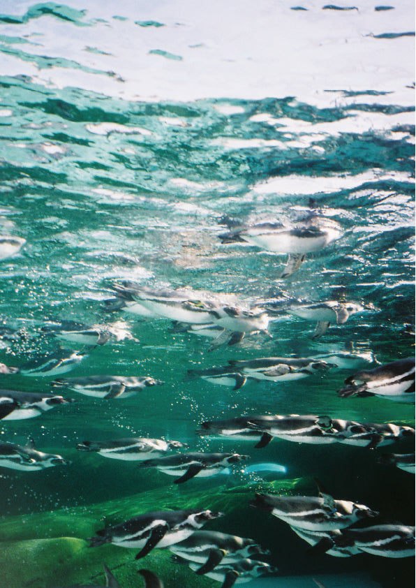 【Momoko EZAKI】カルチャー水族館 木製パネル